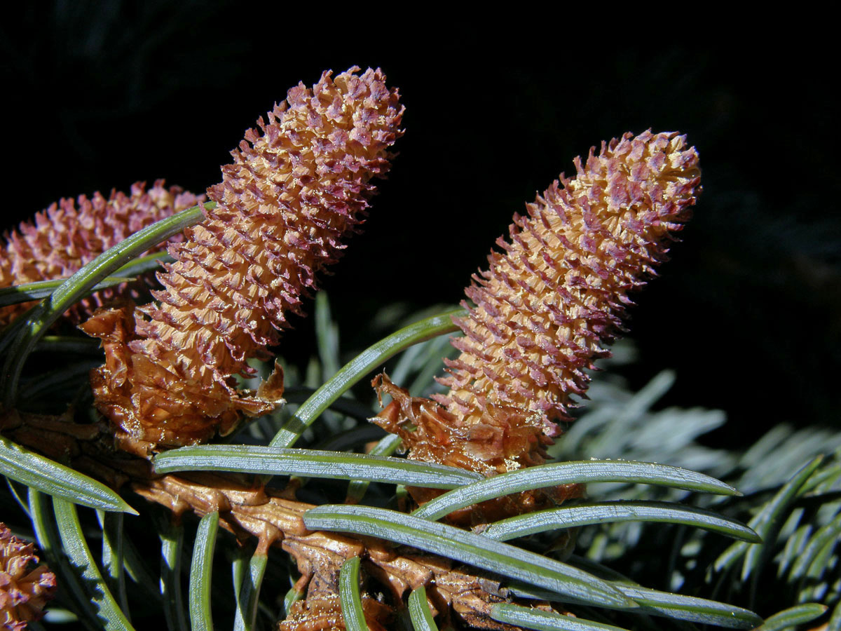 Smrk pichlavý (Picea pungens Engelm.)