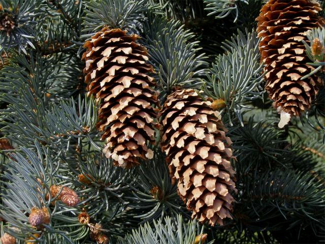 Smrk pichlavý (Picea pungens Engelm.)