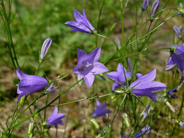 Zvonek okrouhlolistý (Campanula rotundifolia L.)