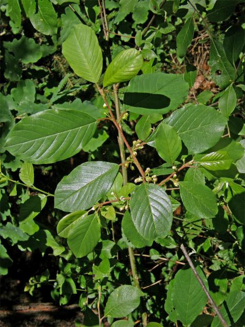 Krušina olšová (Frangula alnus Mill.)