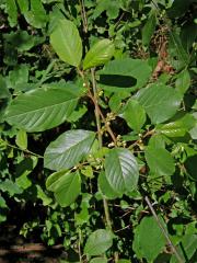 Čeleď: Řešetlákovité (Rhamnaceae Juss.)