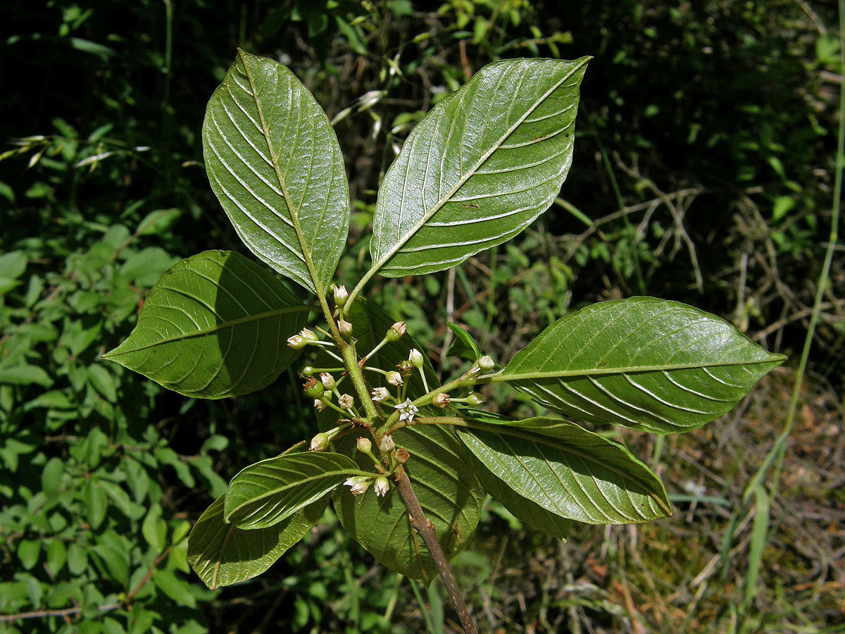 Krušina olšová (Frangula alnus Mill.)