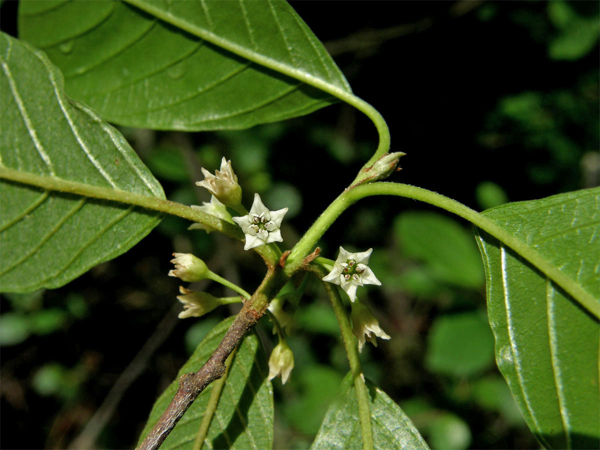 Krušina olšová (Frangula alnus Mill.)