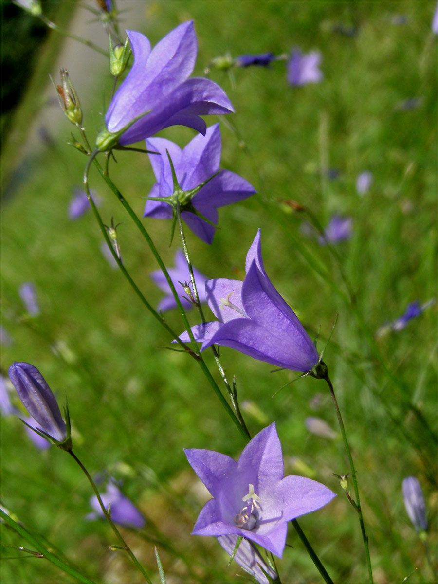 Zvonek okrouhlolistý (Campanula rotundifolia L.)