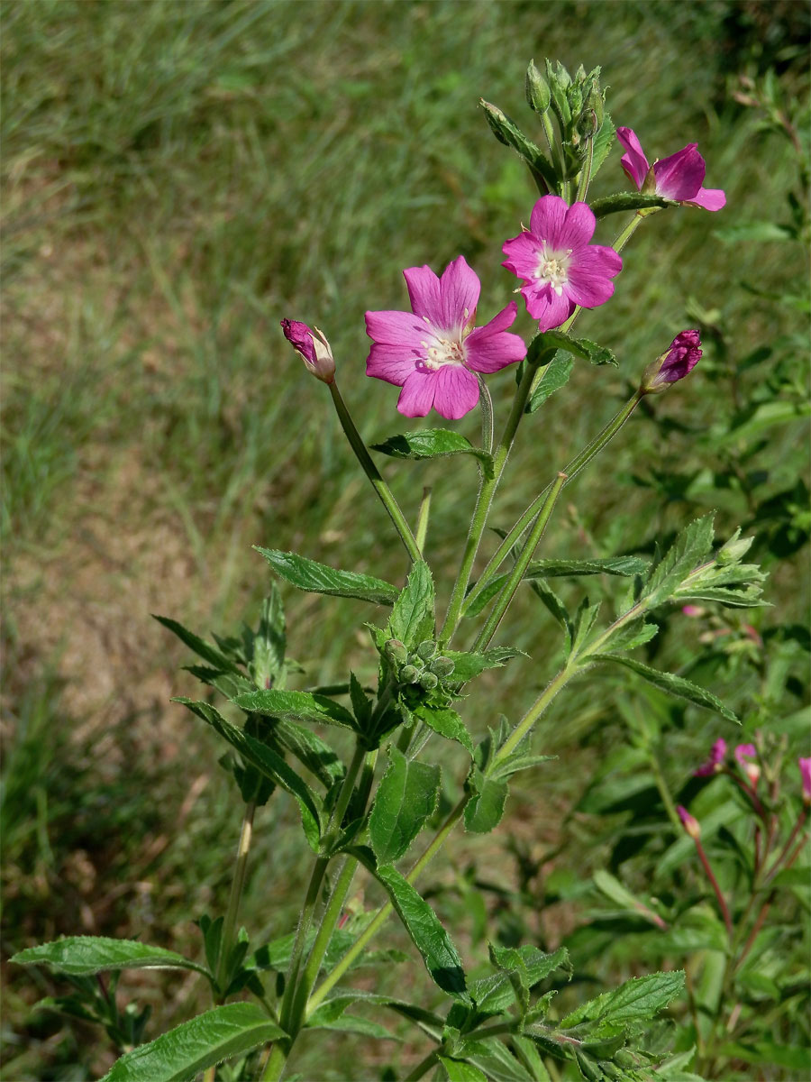 Vrbovka chlupatá (Epilobium hirsutum L.)