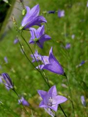 Zvonek okrouhlolistý (Campanula rotundifolia L.)