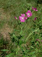 Vrbovka chlupatá (Epilobium hirsutum L.)