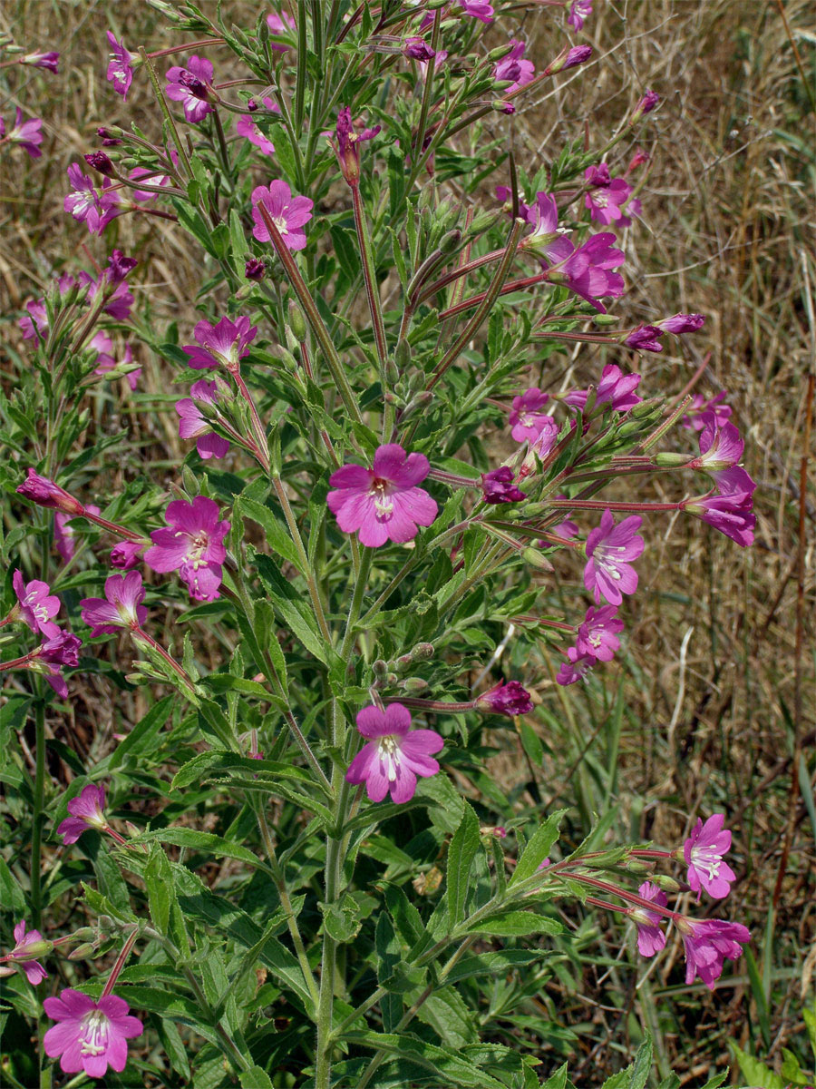 Vrbovka chlupatá (Epilobium hirsutum L.)