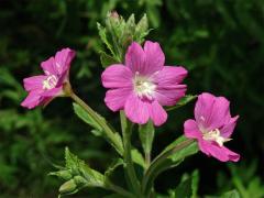 Vrbovka chlupatá (Epilobium hirsutum L.)