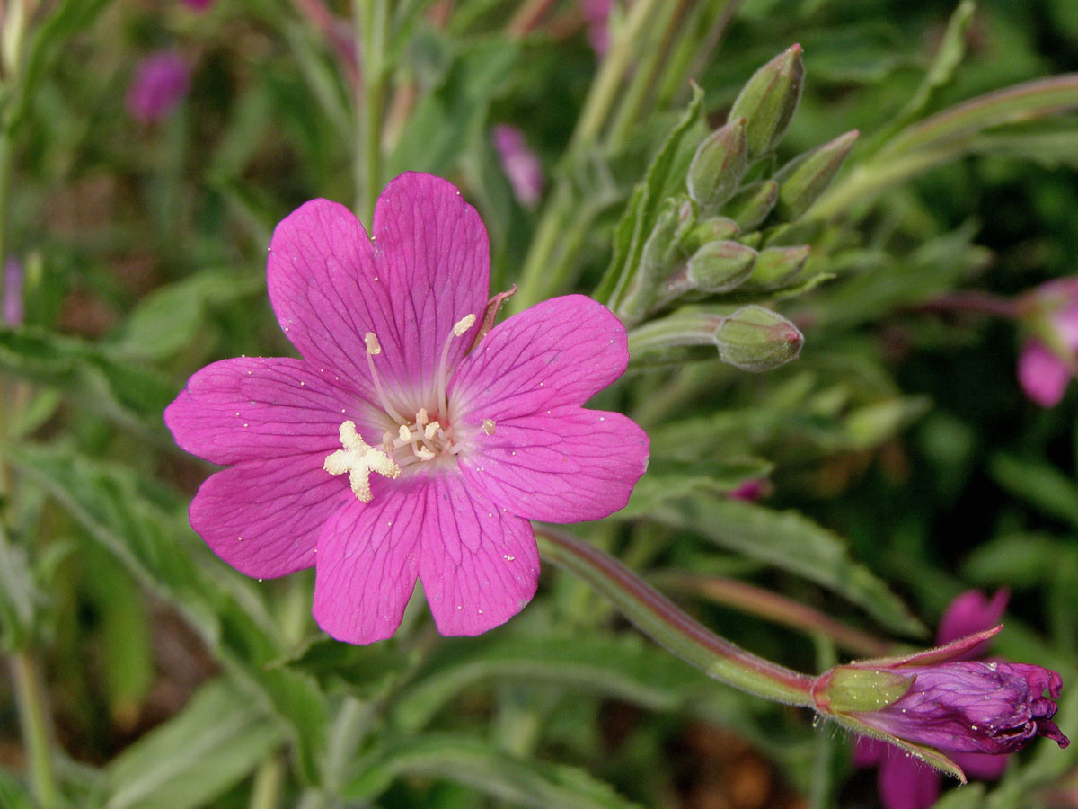 Vrbovka chlupatá (Epilobium hirsutum L.)