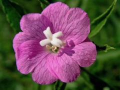 Vrbovka chlupatá (Epilobium hirsutum L.)