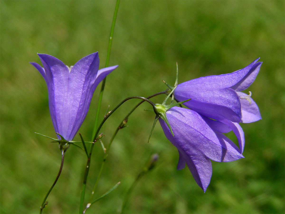 Zvonek okrouhlolistý (Campanula rotundifolia L.)