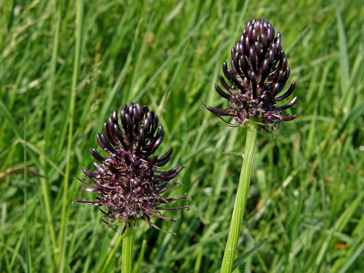 Zvonečník černý (Phyteuma nigrum F. W. Schmidt)