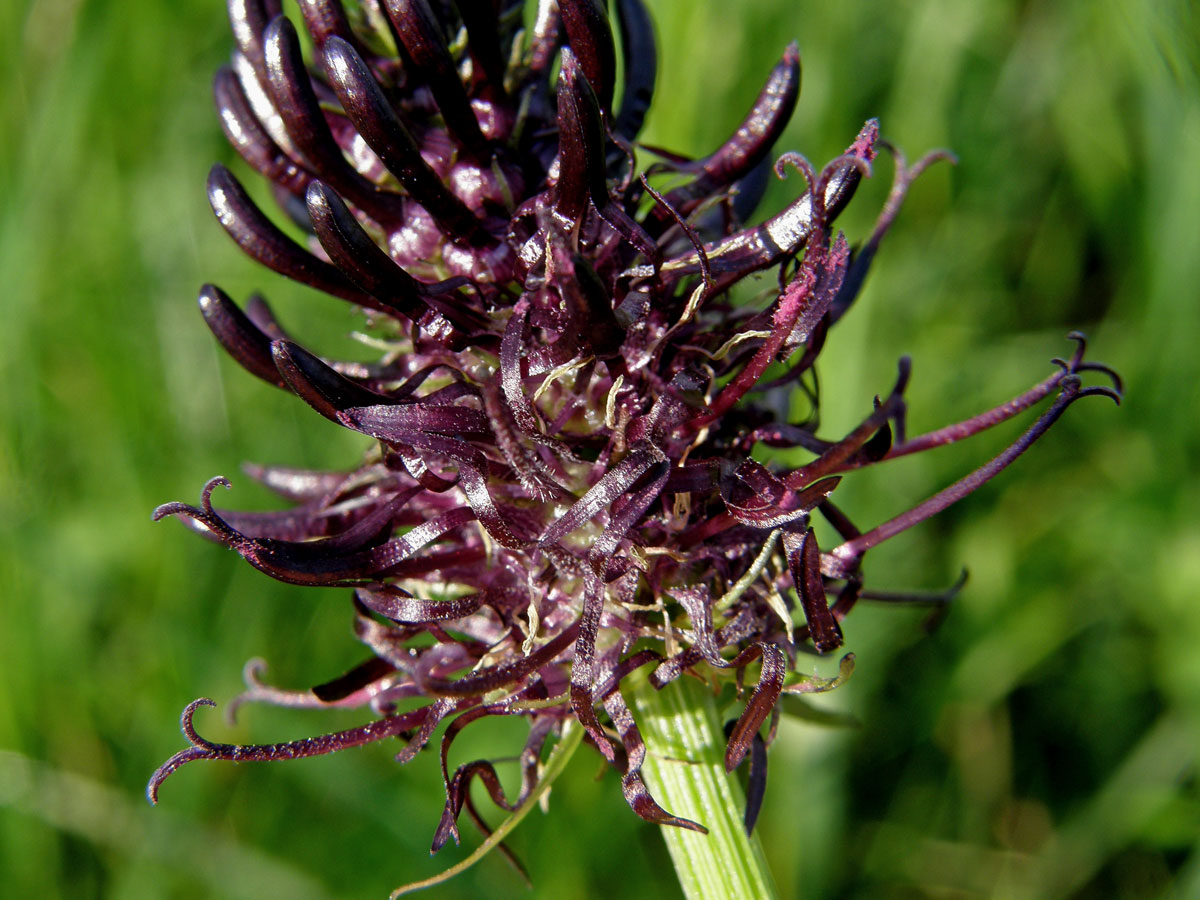 Zvonečník černý (Phyteuma nigrum F. W. Schmidt)