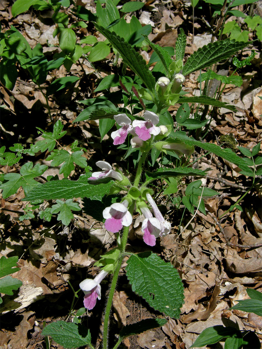 Medovník meduňkolistý (Mellitis mellisophyllum L.)