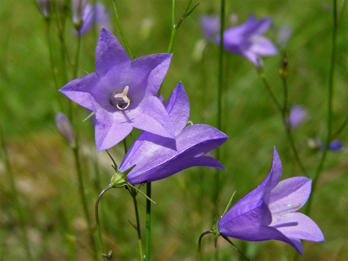 Zvonek okrouhlolistý (Campanula rotundifolia L.)