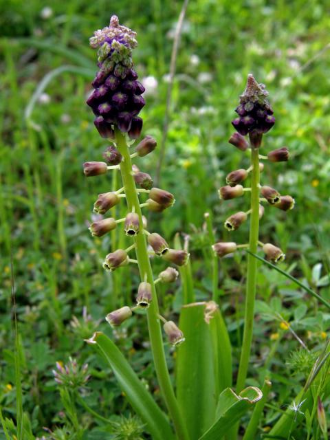 Modřenec chocholatý (Muscari comosum (L.) Mill.)