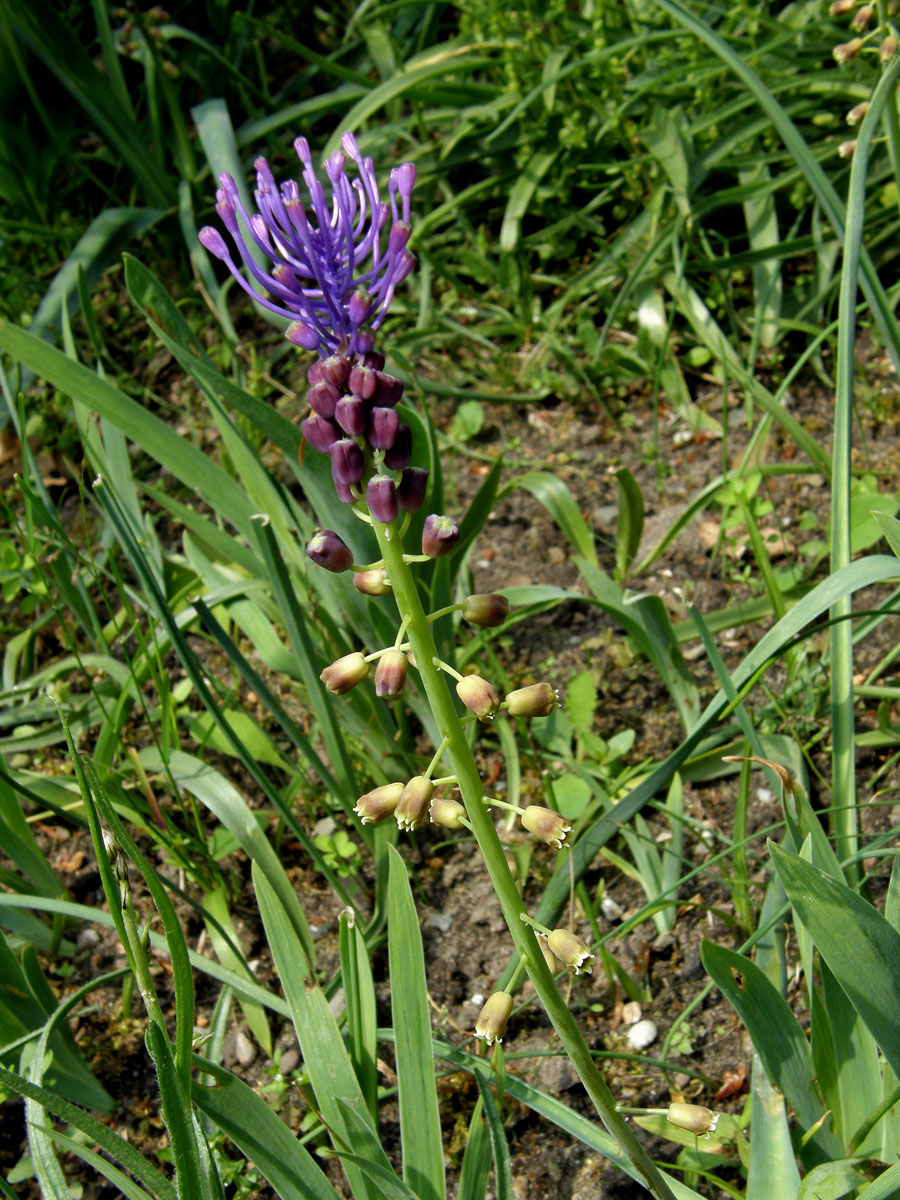 Modřenec chocholatý (Muscari comosum (L.) Mill.)