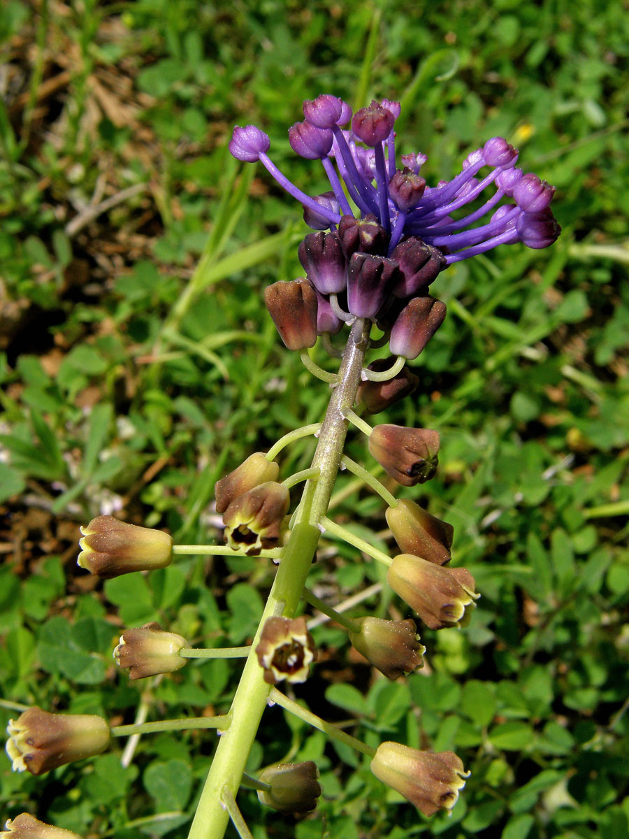 Modřenec chocholatý (Muscari comosum (L.) Mill.)