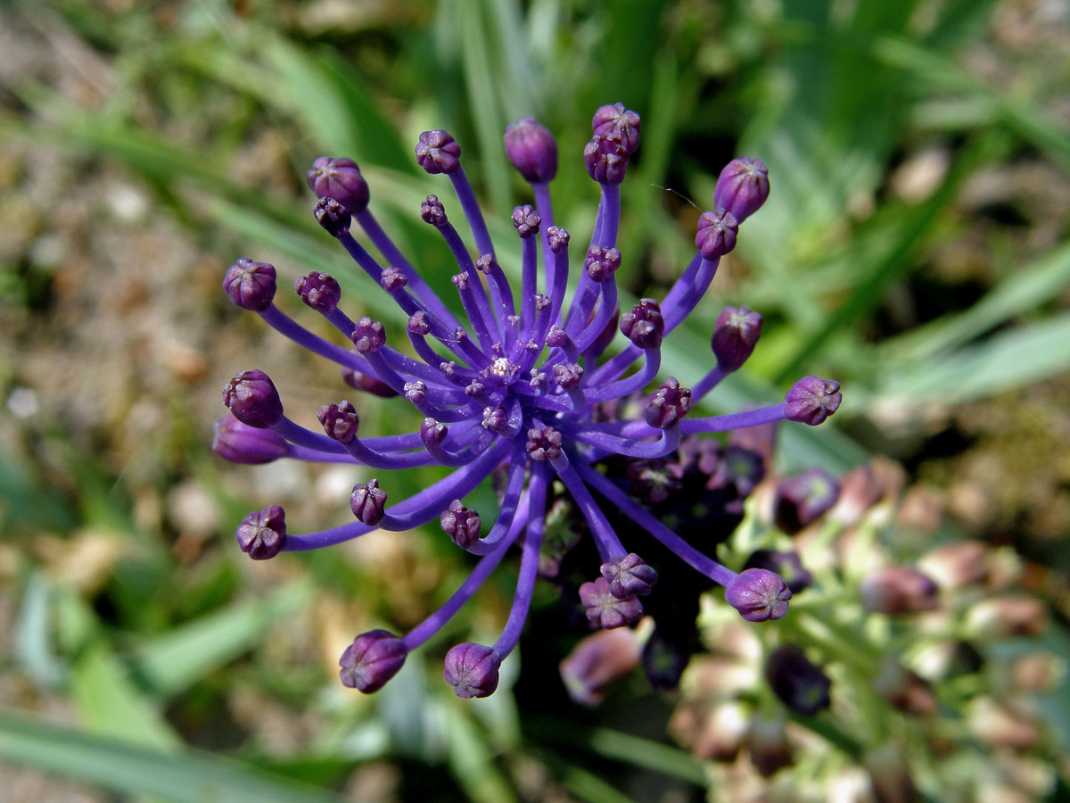 Modřenec chocholatý (Muscari comosum (L.) Mill.)