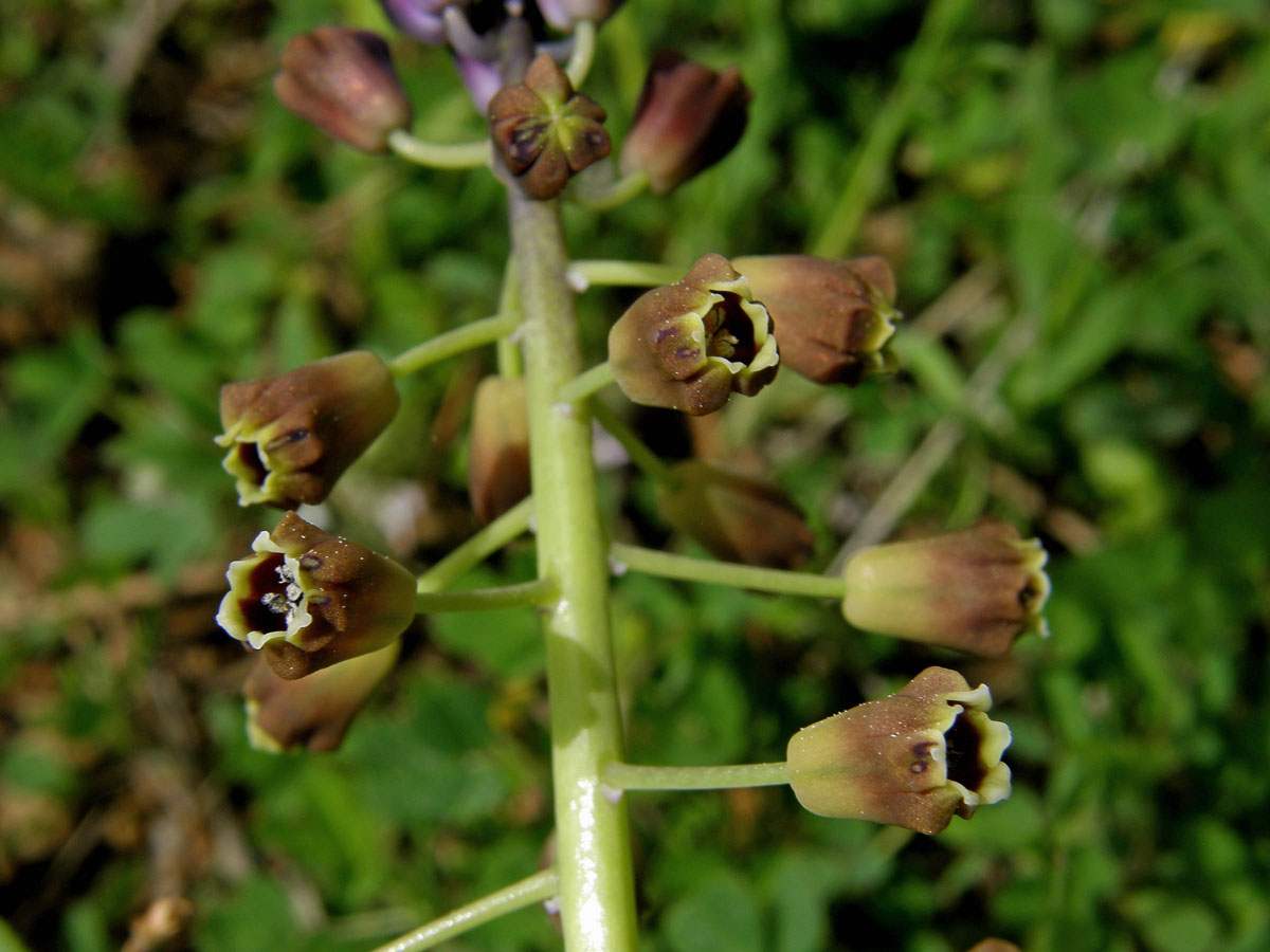 Modřenec chocholatý (Muscari comosum (L.) Mill.)