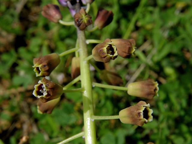 Modřenec chocholatý (Muscari comosum (L.) Mill.)