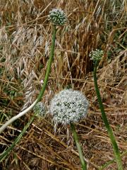 Cibule kuchyňská (Alium cepa L.)