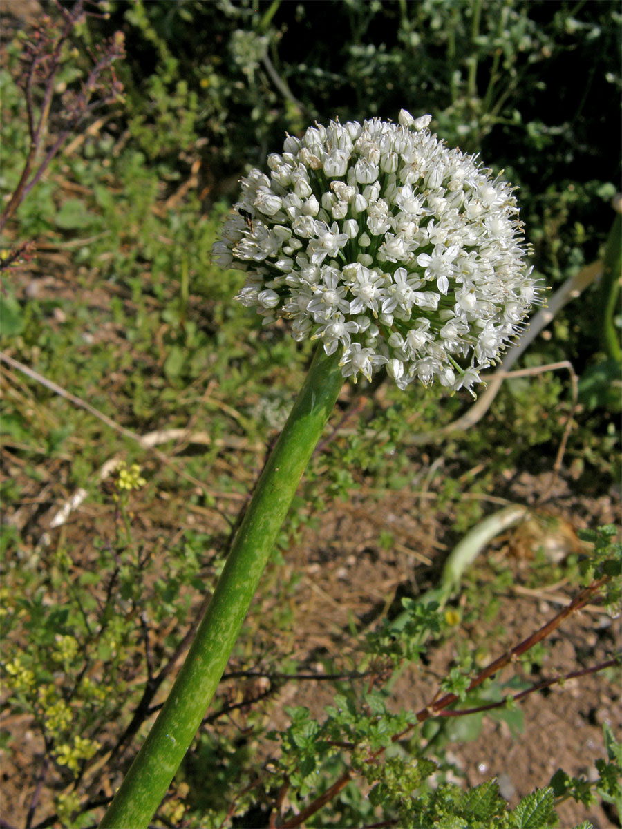 Cibule kuchyňská (Alium cepa L.)