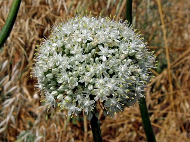 Cibule kuchyňská (Alium cepa L.)