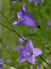 Zvonek okrouhlolistý (Campanula rotundifolia L.)