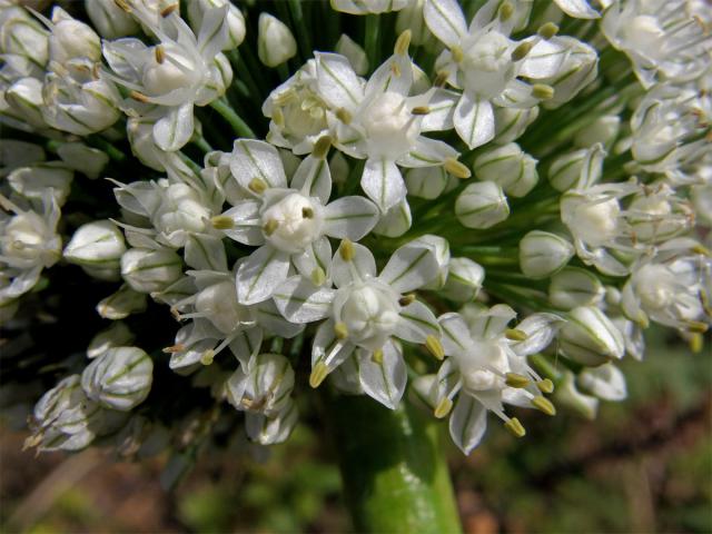 Cibule kuchyňská (Alium cepa L.)