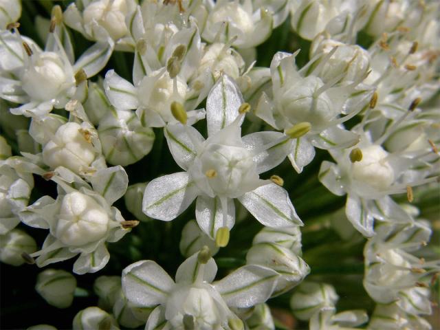 Cibule kuchyňská (Alium cepa L.)