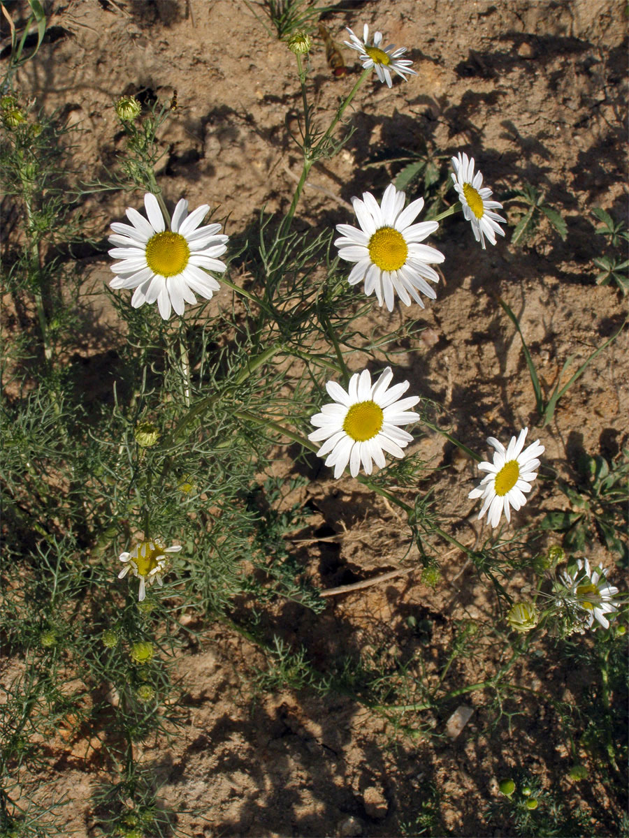 Rmen smrdutý (Anthemis cotula L.)