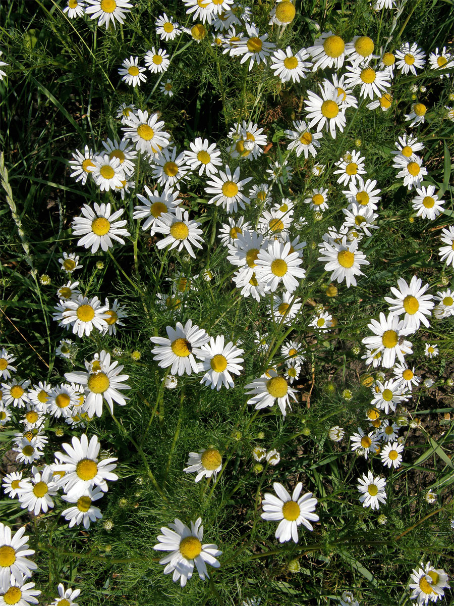 Rmen smrdutý (Anthemis cotula L.)