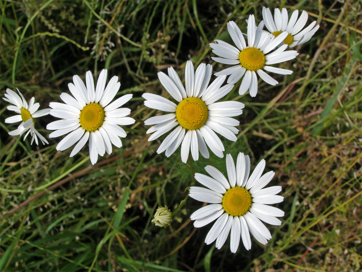 Rmen smrdutý (Anthemis cotula L.)