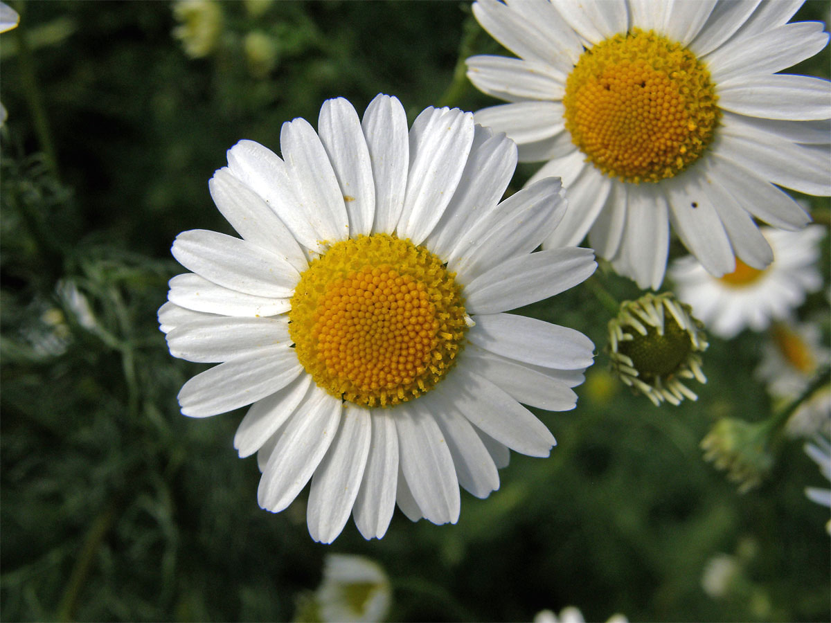 Rmen smrdutý (Anthemis cotula L.)