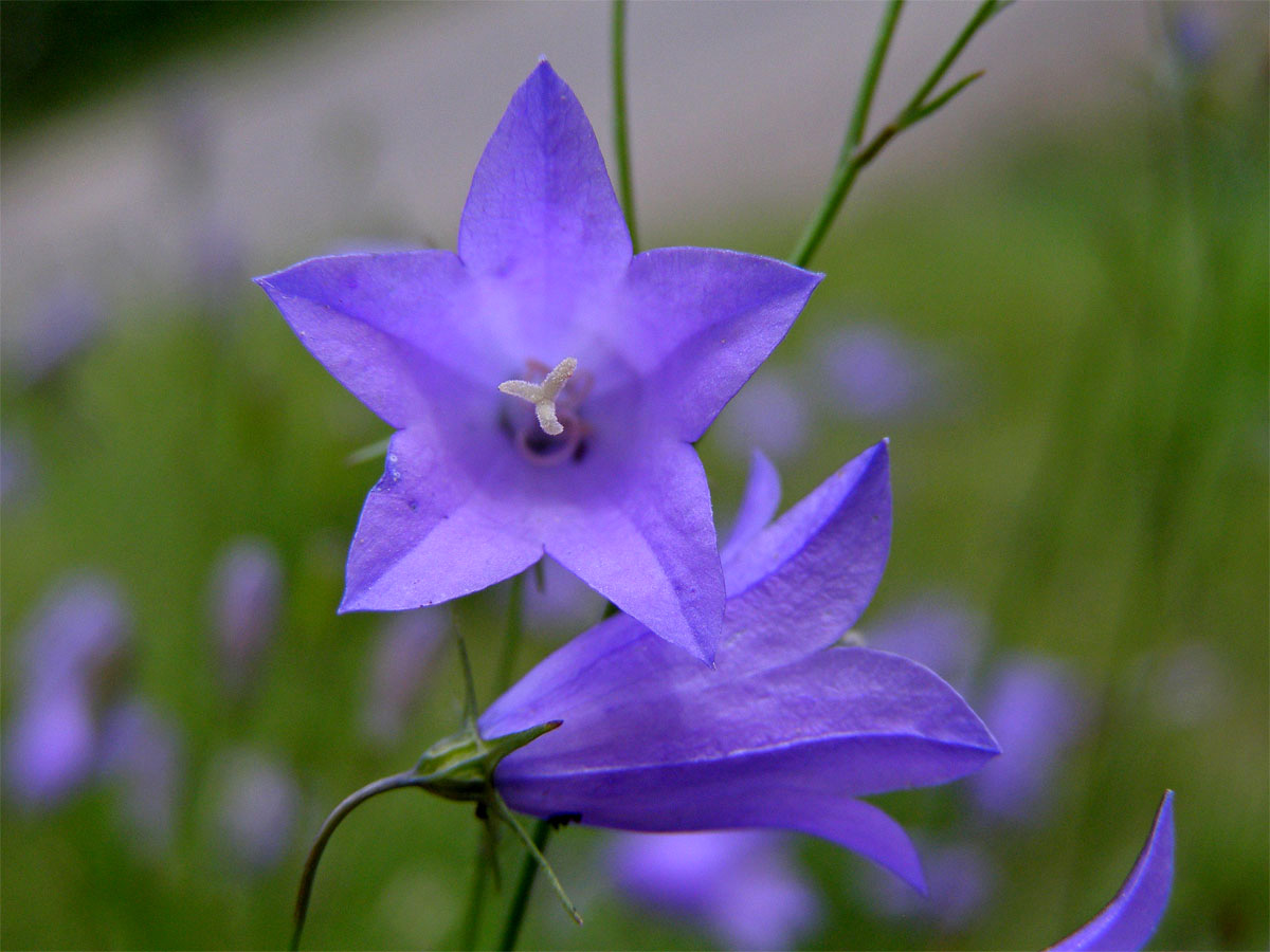 Zvonek okrouhlolistý (Campanula rotundifolia L.)