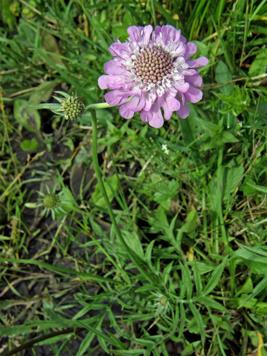 Hlaváč lesklý (Scabiosa lucida Vill.)