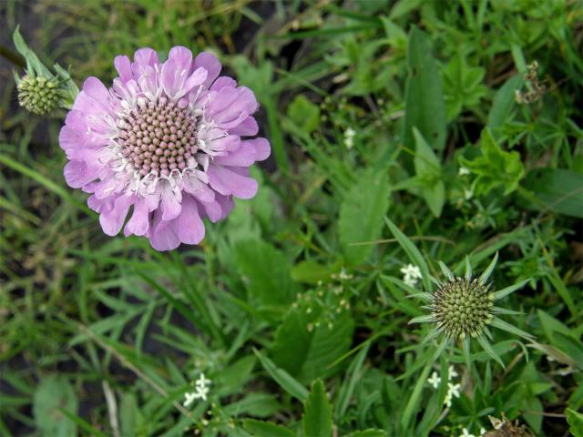 Hlaváč lesklý (Scabiosa lucida Vill.)