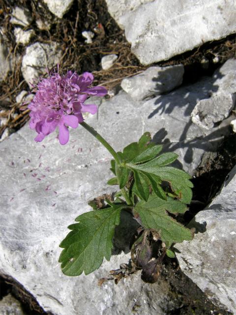 Hlaváč lesklý (Scabiosa lucida Vill.)