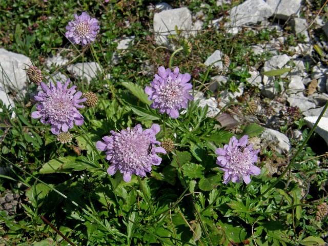 Hlaváč lesklý (Scabiosa lucida Vill.)