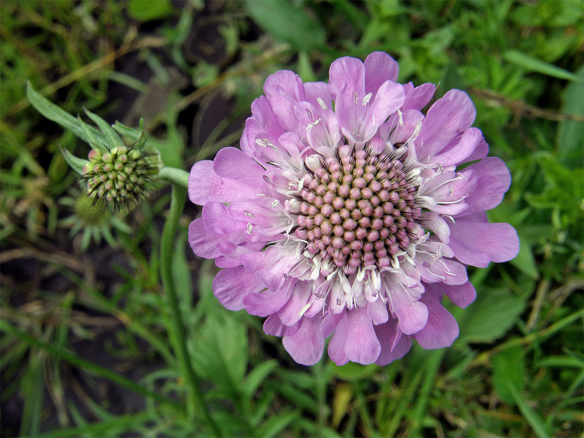 Hlaváč lesklý (Scabiosa lucida Vill.)