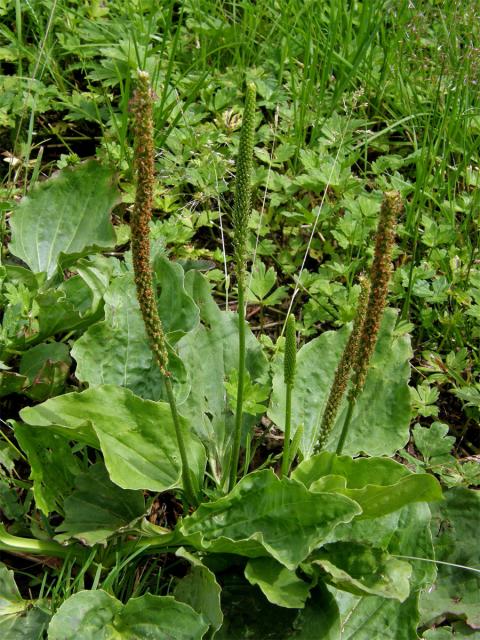 Jitrocel větší (Plantago major L.)