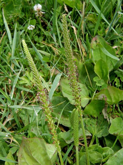 Jitrocel větší (Plantago major L.)