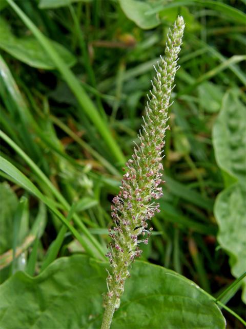 Jitrocel větší (Plantago major L.)