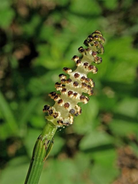 Přeslička poříční (Equisetum fluviatile L.)