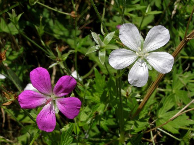 Kakost bahenní (Geranium palustre L.) - květ bez barviva (1a)