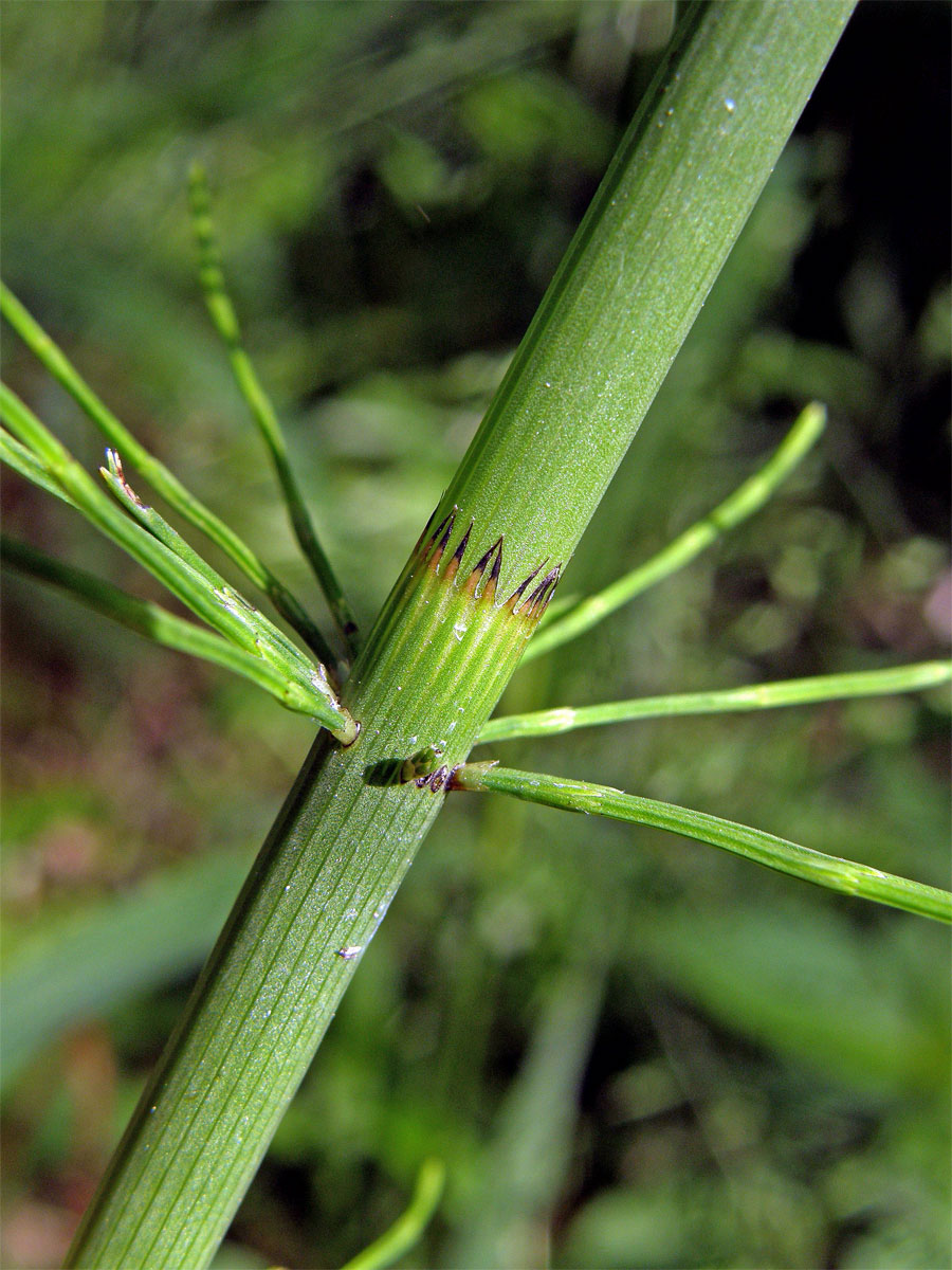 Přeslička poříční (Equisetum fluviatile L.)