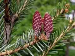 Smrk omorika (Picea omorika (Pančič) Purkyně)