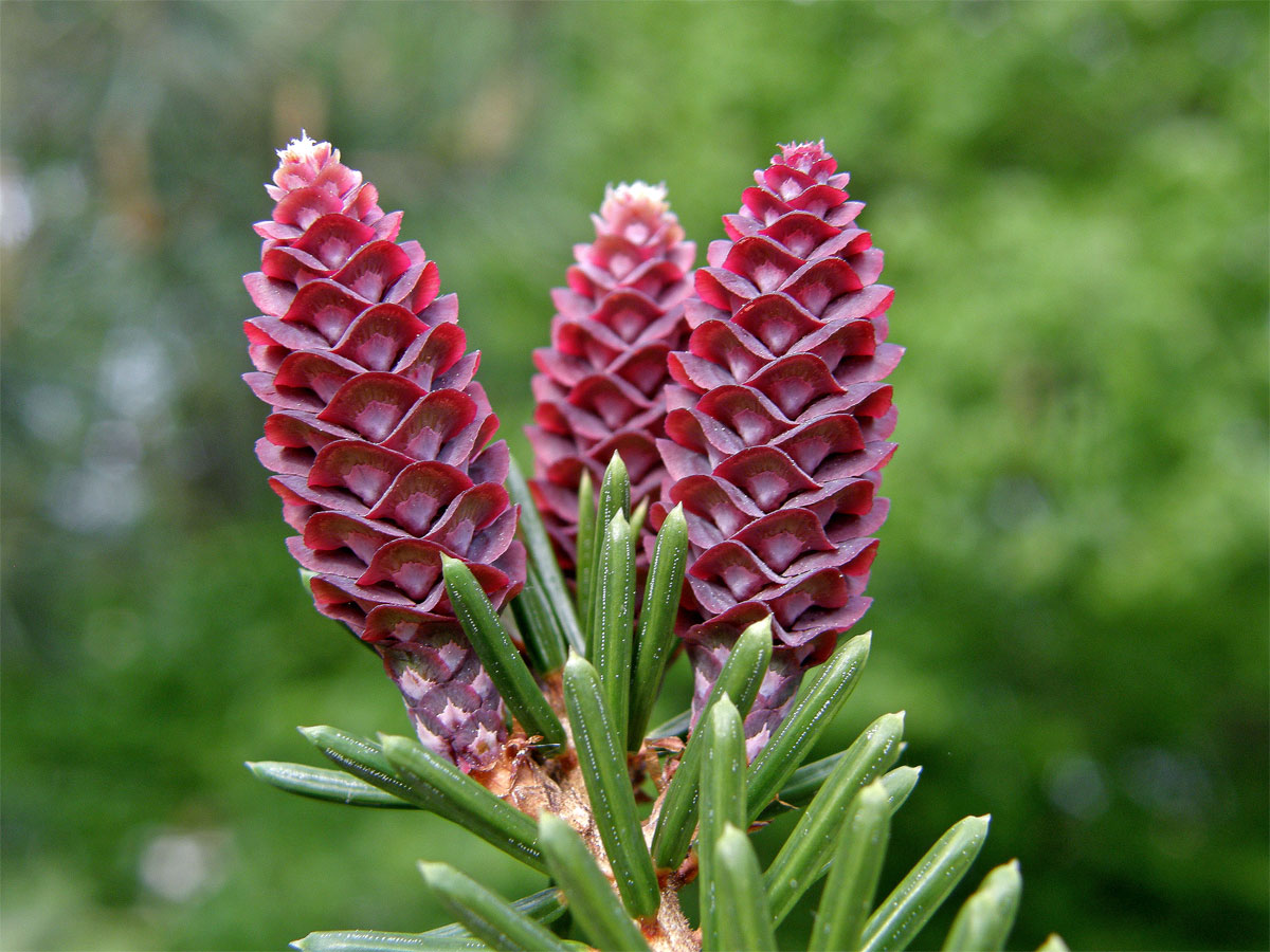 Smrk omorika (Picea omorika (Pančič) Purkyně)